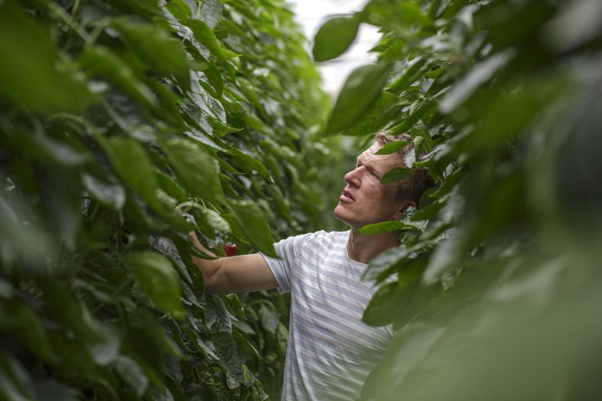 Sweet Palermo grower Marcel van Kester