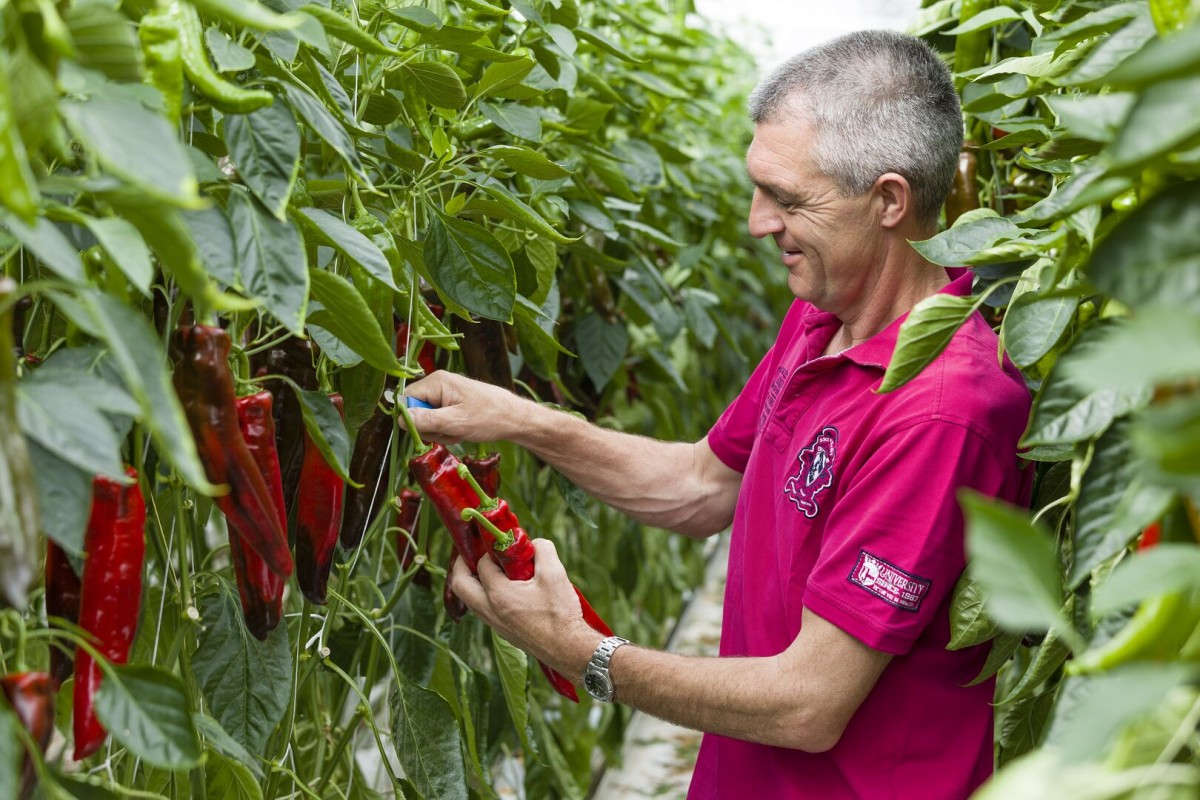 Sweet Palermo grower Ronald Ton