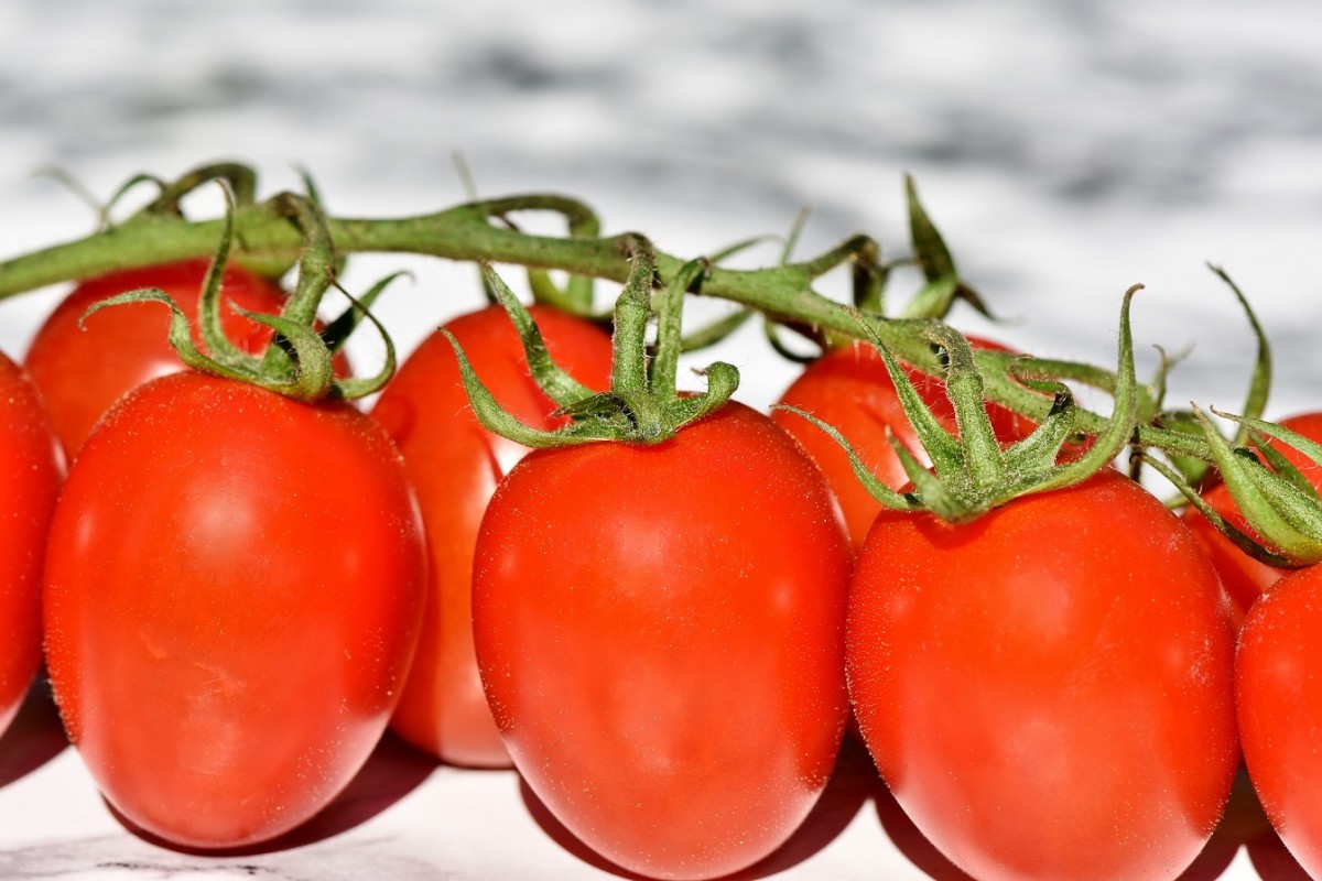Soorten tomaten: van Roma Boeuf | Salad my tomaten Love Coeur de tot