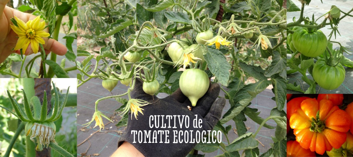 Cultivo de Tomates ecológicos. Mi gran pasión