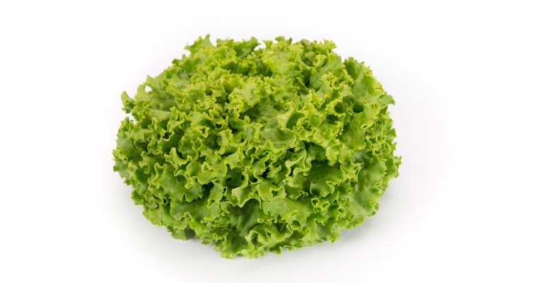 Image of Batavia lettuce