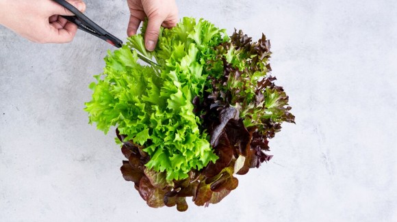 What is the nutritional value of lettuce? 